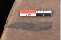 Foto (Detailsansicht) von Quercus palaeoilex Ettingshausen (NHMW-GEO-2024-0188-0838)